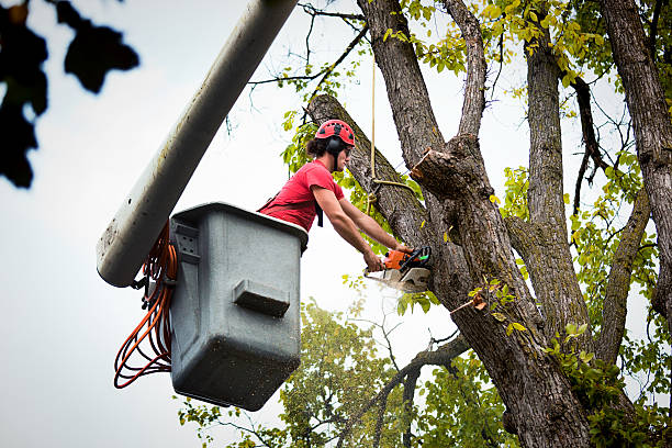 Seasonal Cleanup (Spring/Fall) in Delaware City, DE